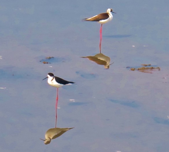 Black-winged Stilts at Qigu, January 19th