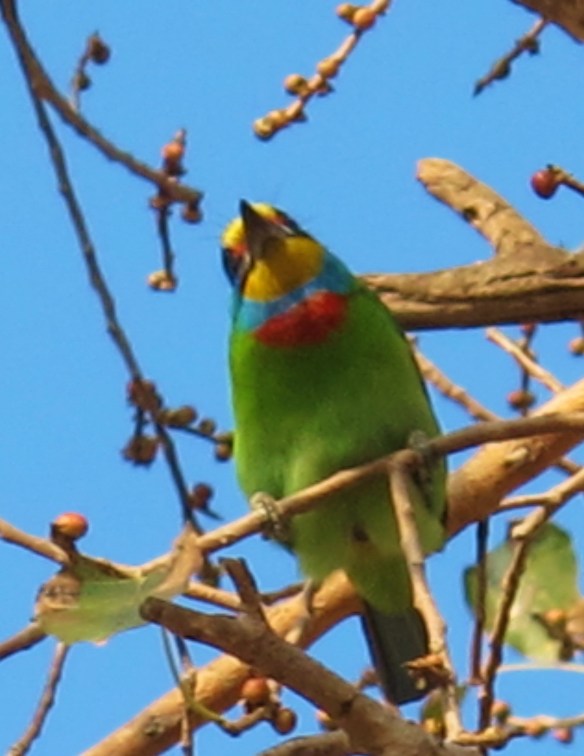 Taiwan Barbet. This common endemic can be quite approachable and often sits prominently on dead tree branches. The difficult part is getting good enough light to bring out its spectacular colors.
