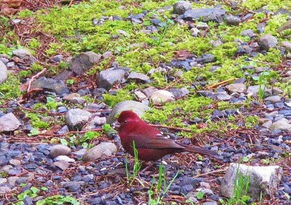 Vinaceous Rosefinch, Dasyueshan. Now widely considered a Taiwanese endemic, and renamed Taiwan Rosefinch according to some authorities. Resident in high mountains, the female is rather nondescript but the male is a spectacular deep red bird.