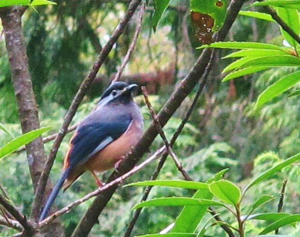 Taiwan Sibia, Dasyueshan. A common endemic of mid-elevation mountains, it is an active bird usually found in treetops and can be difficult to capture on camera.