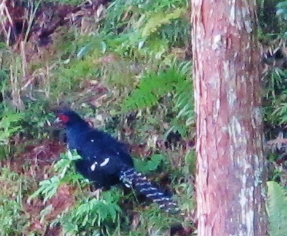 Mikado Pheasant, Yushan National Park. This is usually reckoned to be the hardest of the endemic pheasants to find. A good place to try is Highway 18 between Alishan and Yushan, where birds sometimes emerge from the forest to feed on the grassy verges at first light. This is where I grabbed a snapshot of this male just before it disappeared into the trees.