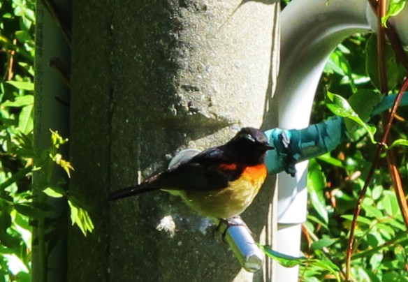 Collared Bush Robin, Yushan National Park. This attractive endemic is common in high mountains, and a few individuals seem to descend to lower levels in winter.