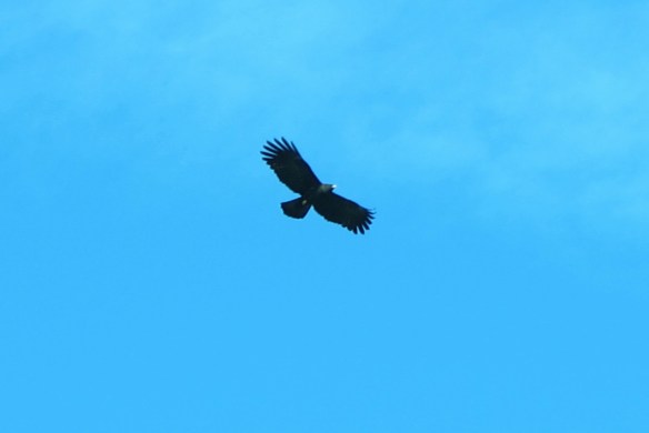 Black Eagle, Tengjhih National Forest. An uncommon and beautiful raptor of high mountain forests. I took this photo in Tengjhih where I see this species with some regularity.