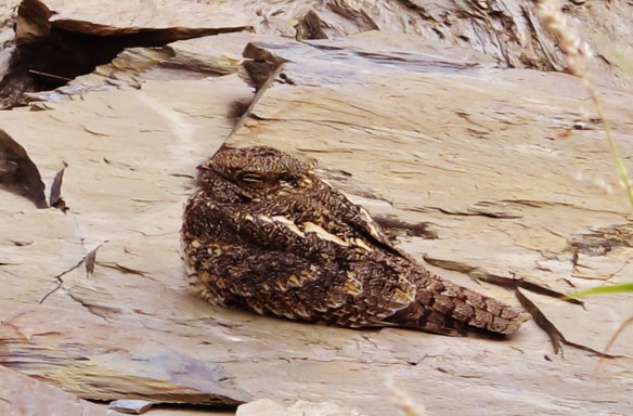 Savanna Nightjar, Wutai. A nocturnal inhabitant of dry areas, scree slopes and dry, rocky river beds. It is rare to find one at its daytime roost, but they rely on camouflage and therefore usually allow a close approach.