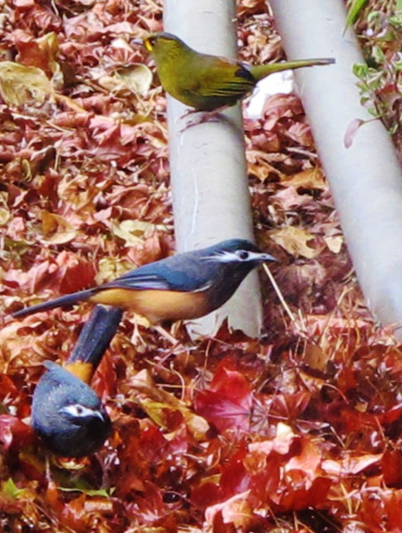 Steere's Liocichla and Taiwan Sibias, Tengjhih National Forest. Two for the price of one! These birds were coming to drink at a leaking pipe by the roadside. They are both common endemic species of mid-high elevation mountains.