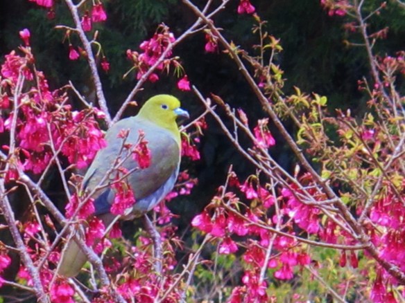 White-bellied Green Pigeon, Tengjhih National Forest. A fairly common resident of mid-high mountains, these attractive pigeons are often found in pairs and small parties in flowering and fruiting trees.