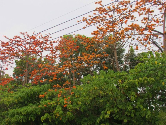 Trees in bloom near Yongan Wetlands Reserve, which were full of birds including Chestnut-tailed Starling.