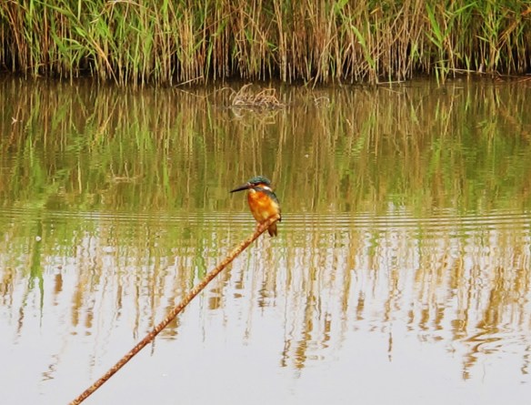 Common Kingfisher, Cheting Marshes, March 16th.