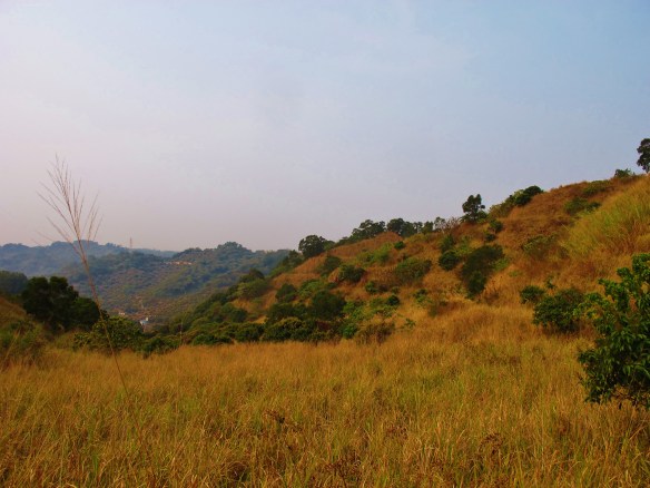 Grassy hills north of Highway 22 and west of Highway 21, location of an unsuccessful search for Striated Prinia.