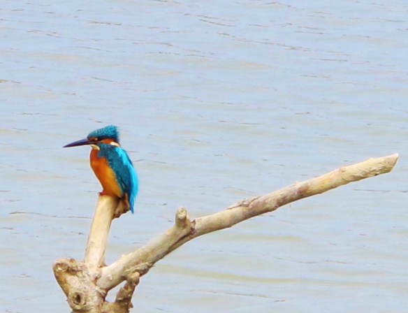 Common Kingfisher, Cheting Marshes, April 8th