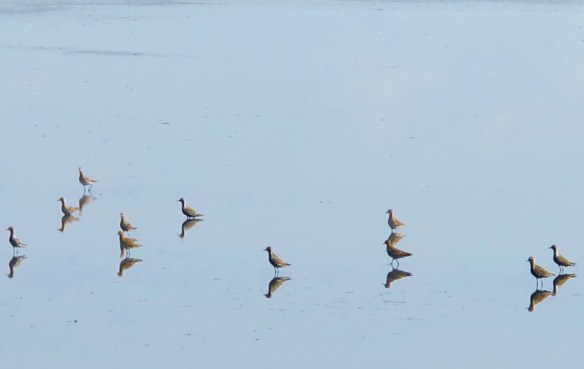 Pacific Golden Plovers at Cheting Marshes, April 13th.