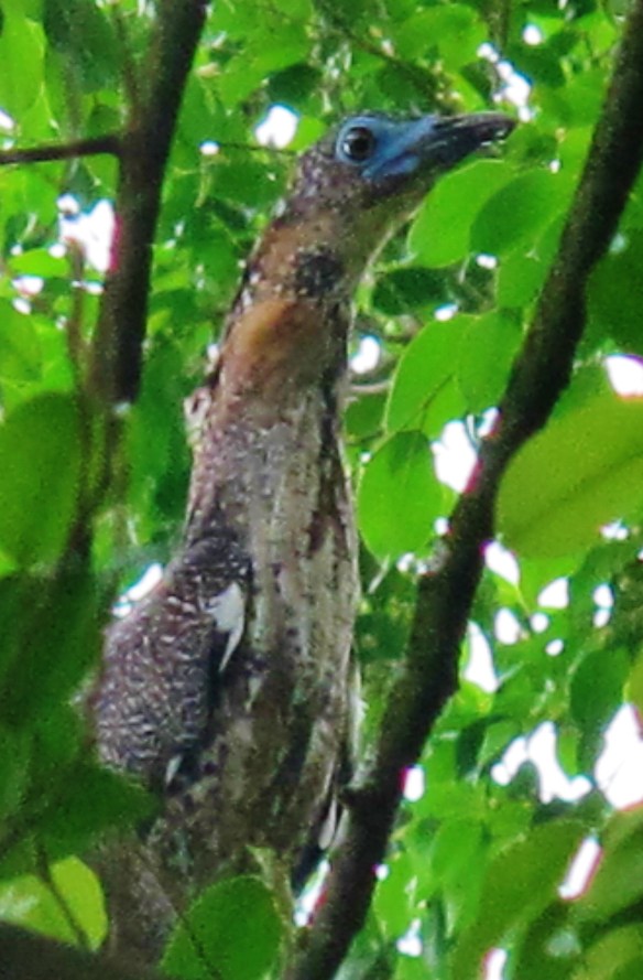 Malayan Night Heron, Saijia Recreation Area, April 15th.