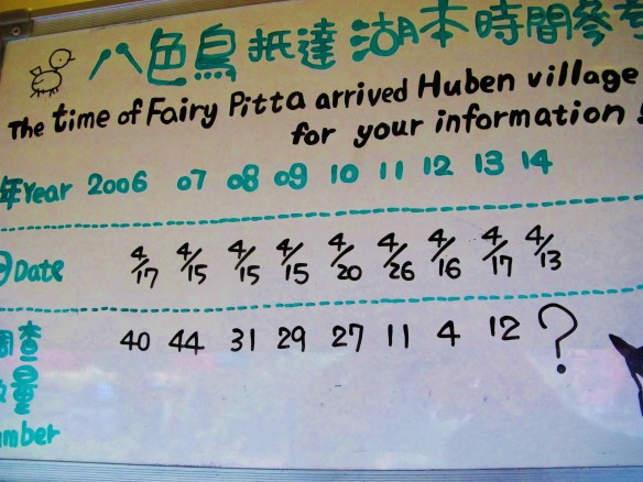 Fairy Pitta dates of first arrival and total numbers in the Huben area since 2006. There has been an overall steep decline in recent years, but thankfully numbers rebounded a little last year.