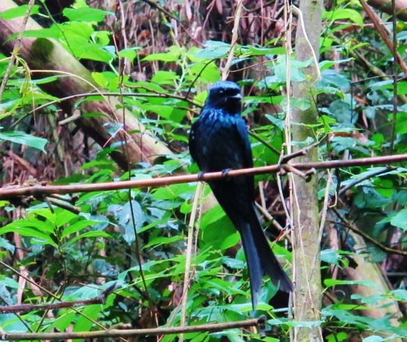 Bronzed Drongo, Linnei Park, May 4th.