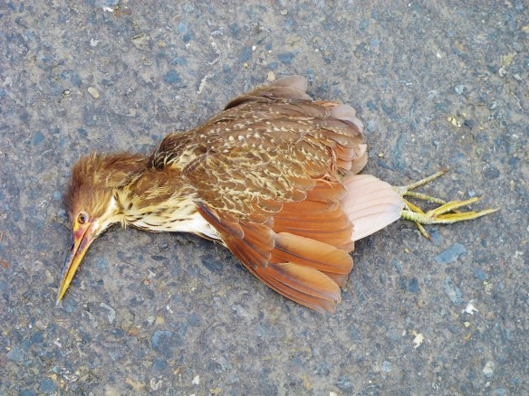 Female Cinnamon Bittern, sadly found recently dead on the road near Budai.