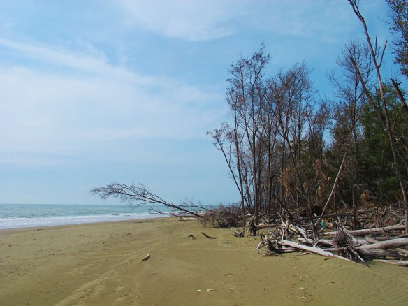 Coastal pine forest on the north side of the Tsengwen Estuary at Qigu: a hotspot for rare migrants.