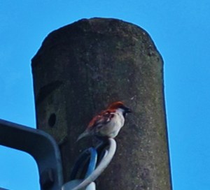 Male Russet Sparrow, Xiding village, May 17th.