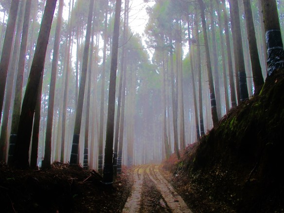 Conifers at the start of the "pipeline trail", an excellent and little-used trail in Yushan National Park that passes through primary montane forest.