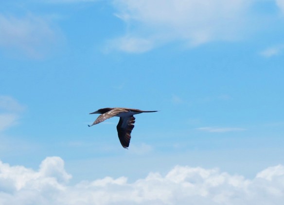 Brown Booby, at sea between Kenting and Lanyu Island, June 7th.