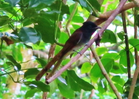 Japanese Paradise-Flycatcher, Lanyu Island, June 8th.