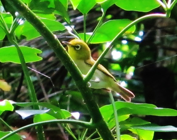 Lowland White-eye, Lanyu Island, June 8th.