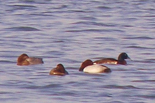 Adult drake Baer's Pochard (right hand bird), Junam Reservoir, South Korea, March 2011.
