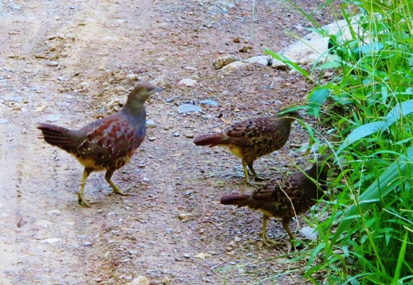 Taiwan Bamboo-partridges, Dahanshan, July 16th.