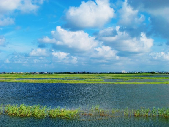 Cheting Marshes: from dried-out dust bowl to lush marshland in just three months.