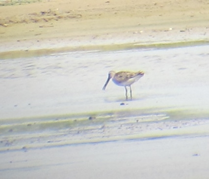 Very poor digiscoped record shots of today's rarities: Greater Flamingo and Asian Dowitcher.