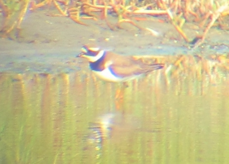 Common Ringed Plover, Budai, September 2nd. This photo shows the extensive breast band, orange legs and bill base, and distinctive build and head profile.