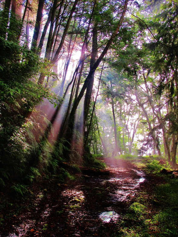 Late afternoon sunlight streaming through the trees on Forest Road 210, Dasyueshan.