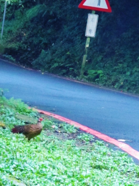 Female Swinhoe's Pheasant at Dasyueshan Km 23, September 8th.