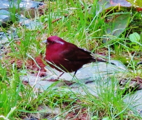Male Vinaceous Rosefinch at Dasyueshan Km 47, September 6th.