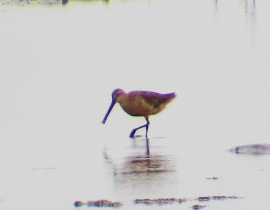 Asian Dowitcher at Dapeng Bay, September 19th - my fifth self-found individual of this rare species in Taiwan this year.