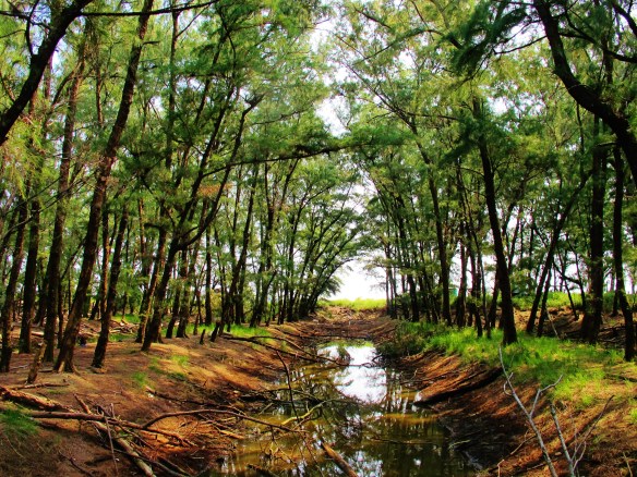 Coastal pine forest at Qigu - a magnet for flycatchers, warblers and other migrants (and rarities) in spring and autumn.