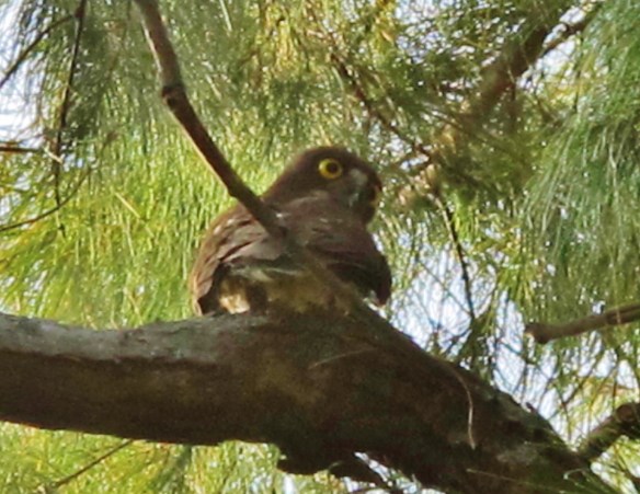 Northern Boobook, Qigu coastal forest, October 21st.