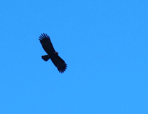 Black Eagle, Tengjhih National Forest, January 4th - one of four seen today.