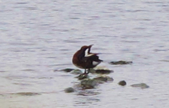 Ferruginous Duck (presumed adult female), Yuanfugang Wetlands Park, Kaohsiung, January 20th. Record shots with hand held camera, taken through a gap in the fence!